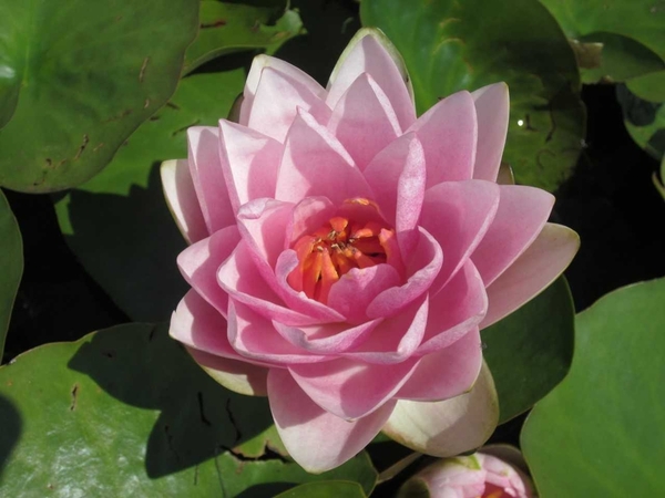 Pond Lilies-Hardy Pink Water Lily -​ Nymphaea Madame Wilfron Gonnere