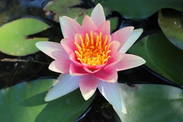 Pond Plants - Hardy Water Lily - Nymphaea Paul Hariot