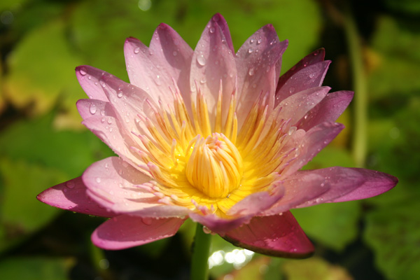 Pond Plants- Hardy Peach Water Lily - Nymphaea Albert Greenberg