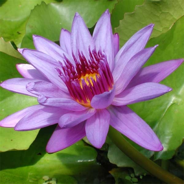 Director Moore - Purple Tropical Water Lily | Blue Water Lilies