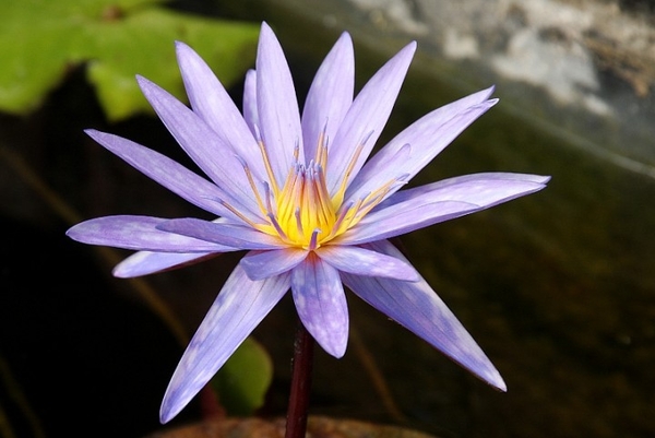 Islamorada - Purple Tropical Water Lily | Tropical Water Lilies - Day Blooming