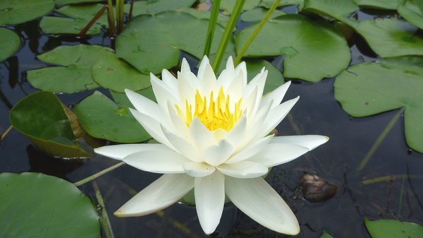 Odorata White Hardy Water Lily | ARCHIVE