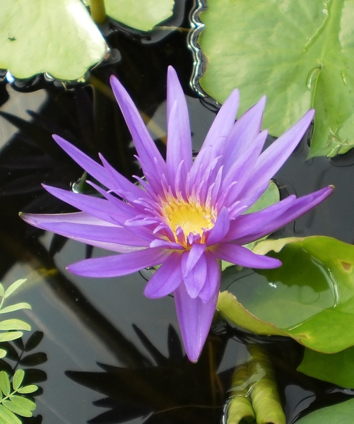 Midnight Tropical Lily | Tropical Water Lilies - Day Blooming