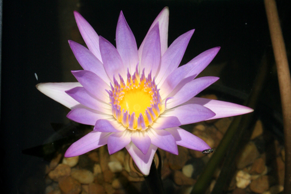 Madame Ganna Walska - Pink Tropical Water Lily | Lilies by Name