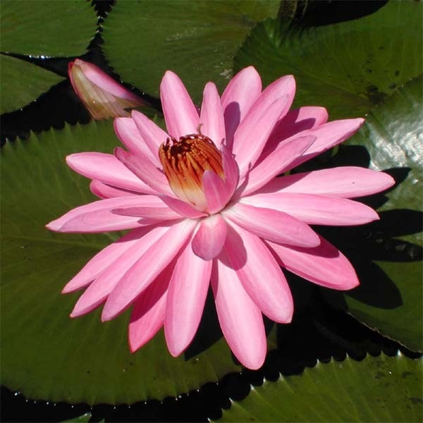 Mrs. George C. Hitchcock - Night Blooming Pink Tropical Water Lily | Lilies by Name