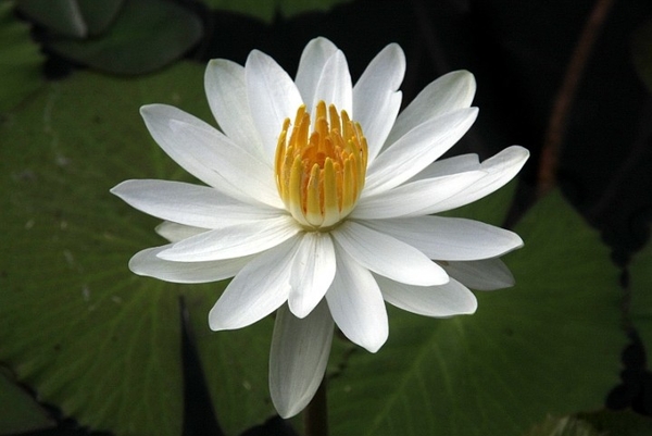 Trudy Slocum - Night Blooming White Tropical Water Lily | Tropical Water Lilies - Night Blooming