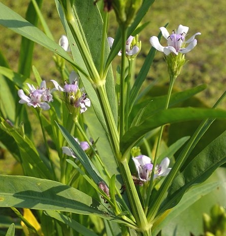 Water Willow - Justicia Americana | Hardy Bog Plants