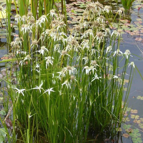 Pond Plants - Star Grass