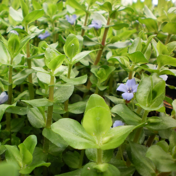 Pond Plants - Lemon Bacopa - Bacopa Caroliniana