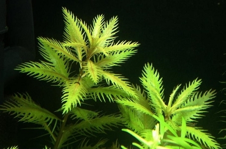 Pond Plants - Mermaid Weed - Proserpinaca Palustris