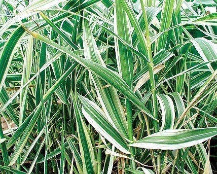 Pond Plants - ​Variegated Giant Reed - Arundo Donax Var.