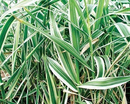 Pond Plants - ​Variegated Giant Reed - Arundo Donax Var.