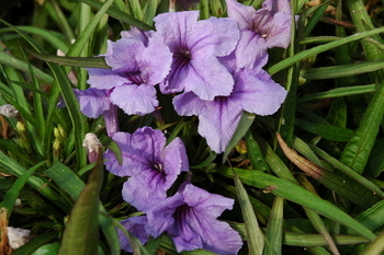 Creeping Wild Petunia - Ruellia Brittoniana | Tropical Bog Plants