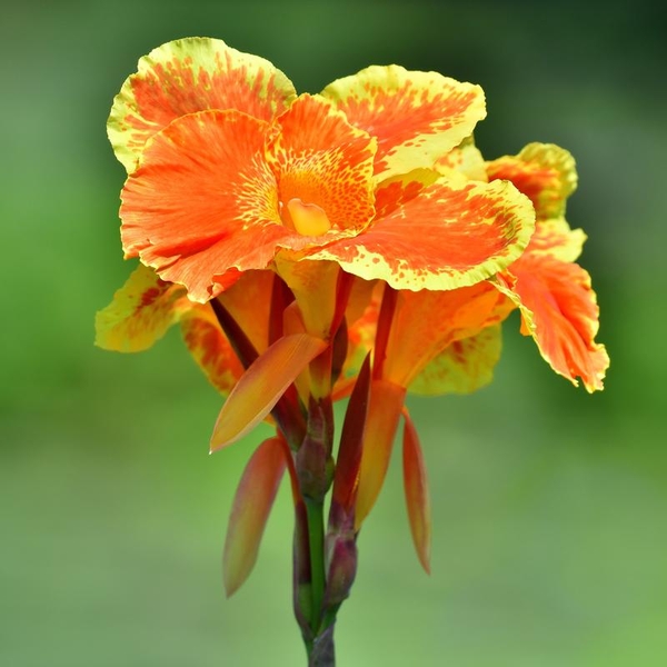 Pond Plants -​ Bengal Tiger Canna - Canna Americanallis Variegata