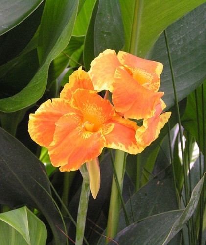 Pond Plants - ​Orange Canna - Canna Orange King Humbert