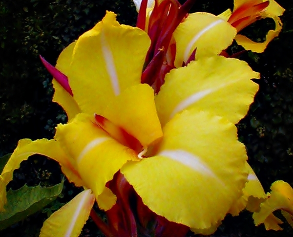 Pond Plants - Canna Striped Beauty
