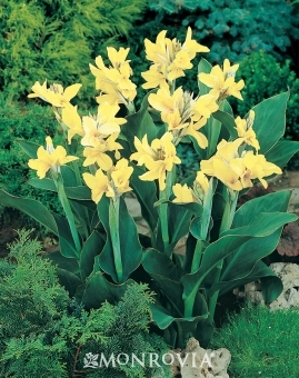 Pond Plants - ​Yellow Futurity Canna