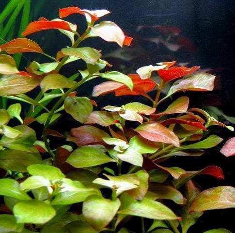 Pond Plants - ​Red Ludwigia - Ludwigia Repens