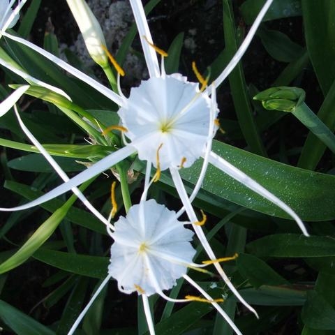 ​Spider Lily - Hymenocallis Liriosme