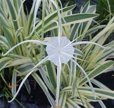 Pond Plants - Variegated ​Spider Lily - Hymenocallis Caribaea var