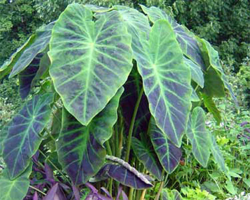 Pond Plants - ​Imperial Taro - Colocasia Antiquorum