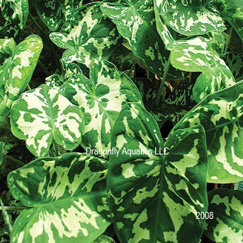 Pond Plants - ​Variegated Taro - Alocasia Amazonica Hilo Beauty