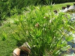 Pond Plants - ​Umbrella Palm - Cyperus Alternifolius