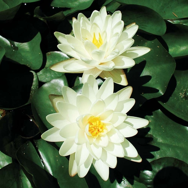 Hardy White Water Liles | Hardy Water Lilies