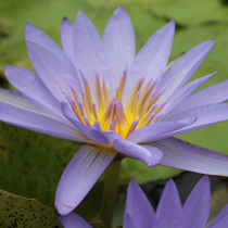 Blue Water Lilies - Unsorted | Tropical Water Lilies - Day Blooming