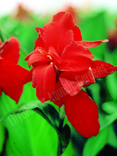 Red Water Canna - Red King Humbert | Tropical Bog Plants