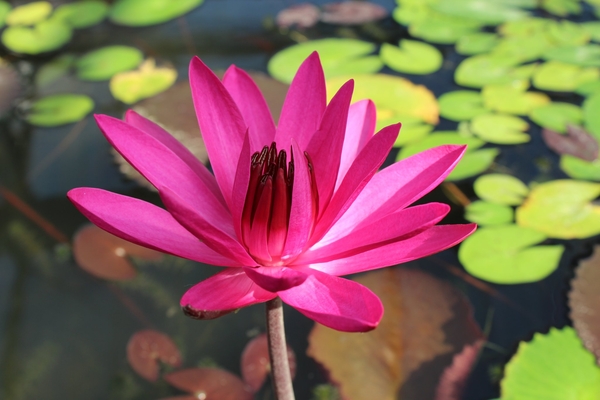 Red Cup Night Blooming Tropical Water Lily | Tropical Water Lilies - Night Blooming
