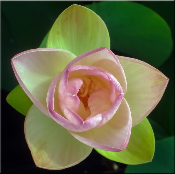 Green Maiden Lotus | Lotus