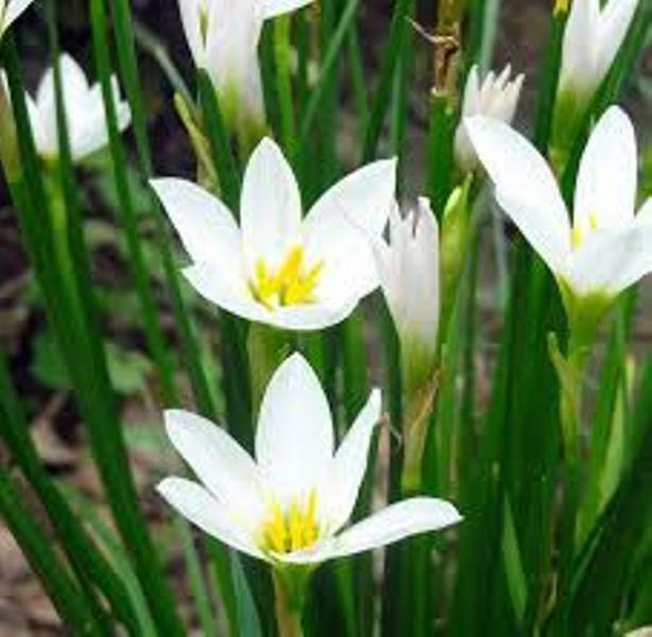 Zephyr Lily | Tropical Bog Plants