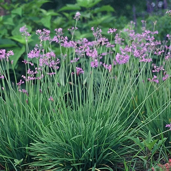 Society Garlic - Tulbaghia Violacea | Tropical Bog Plants