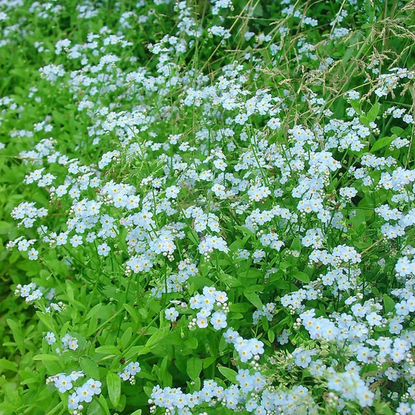 Aquatic Forget Me Not - Myosotis Scorpioides | Hardy Bog Plants