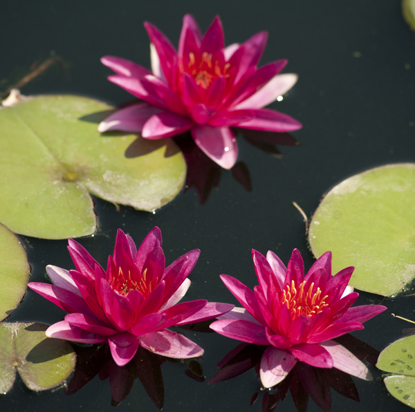 Red Tropical Water Lily -Day Blooming, Unsorted | Tropical Water Lilies - Day Blooming