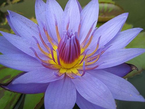 William McLane Lily | Tropical Water Lilies - Day Blooming