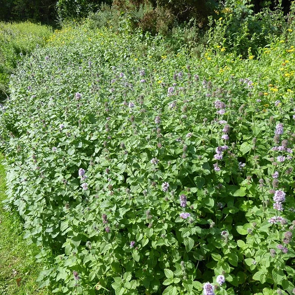 Water Mint - Mentha Aquatica | Hardy Bog Plants