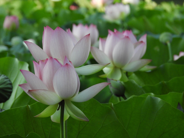 Unsorted Lotus | Lotus