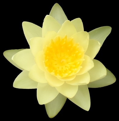 Yellow Water Lily - Chromatella | Lilies by Name