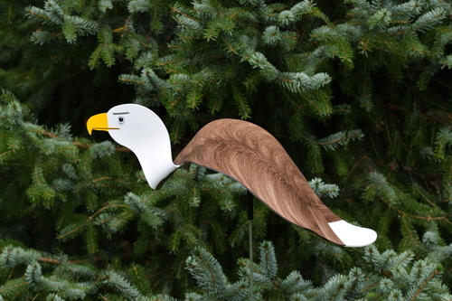 Dancing Birds - Bald Eagle | Dancing Birds