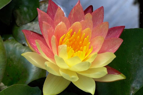 Wanvisa Peach/Orange Water Lily | Hardy Water Lilies