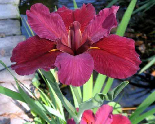 Red Velvet Elvis - Red Louisiana Iris | Hardy Bog Plants