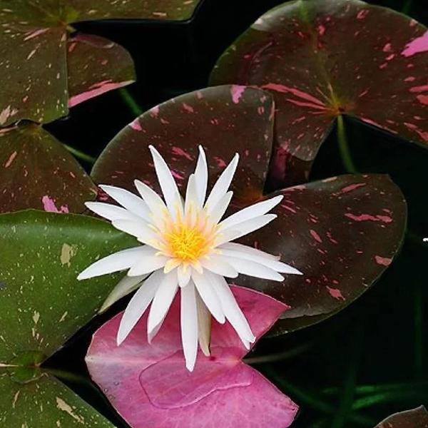 Light Pink Hardy Water Lily - Arc En Ciel | Hardy Water Lilies