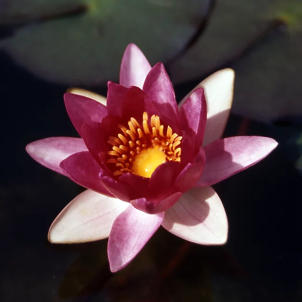 Red Hardy Water Lily - Ellisiana | Lilies by Name