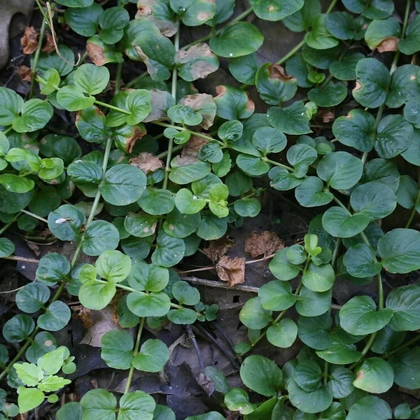 Creeping Jenny - Lysimachia Nummularia | Submerged/Oxygenating Plants