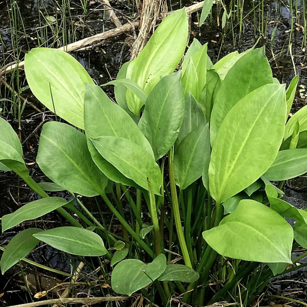 European Plantain - Alisma Plantago | Hardy Bog Plants