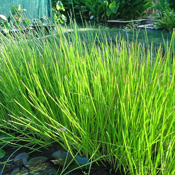 Water Chestnut - Eleocharis Tuberosa | Hardy Bog Plants