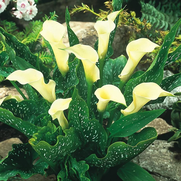Spotted Arum - Zantedeschia Albomaculata | Hardy Bog Plants