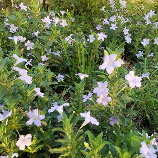 Wild Petunia - Ruellia Humilis | Hardy Bog Plants